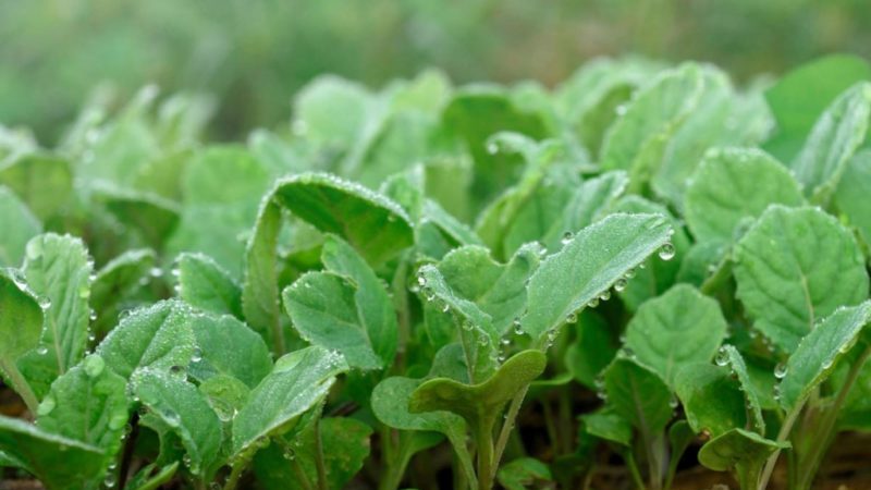 Resistant late maturing hybrid of valentine cabbage f1