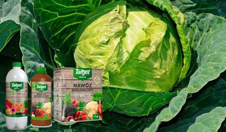 Resistant late maturing hybrid of valentine cabbage f1