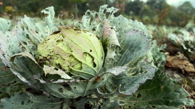 Resistant late maturing hybrid of valentine cabbage f1