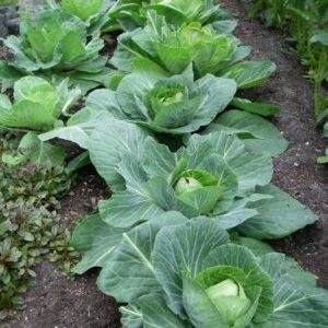 Resistant late maturing hybrid of valentine cabbage f1