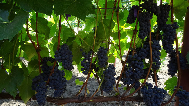 What properties should non-covering grape varieties possess and which of them are considered the best