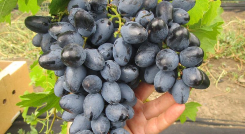 A selection of the best comprehensively resistant grape varieties and recommendations for their selection