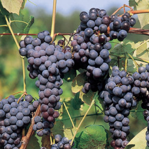 The best grape varieties for the Moscow region: characteristics and descriptions, tips for choosing