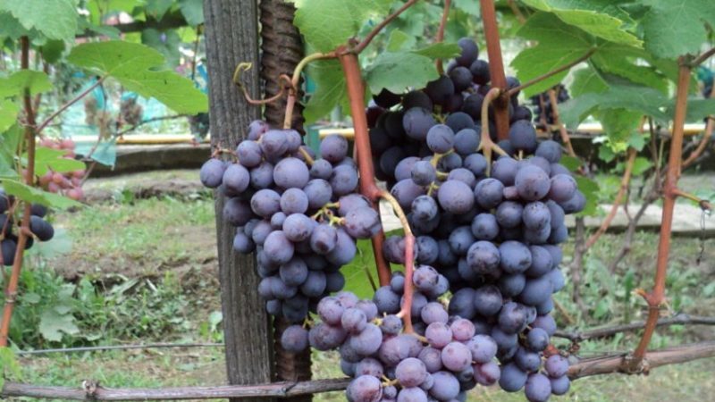 What grape varieties are suitable for Crimea