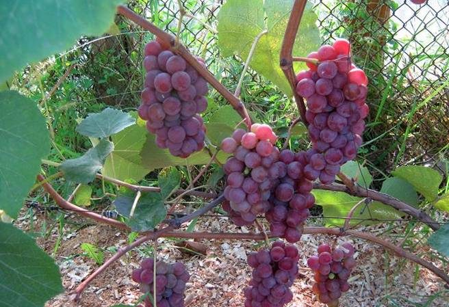 What properties should non-covering grape varieties possess and which of them are considered the best