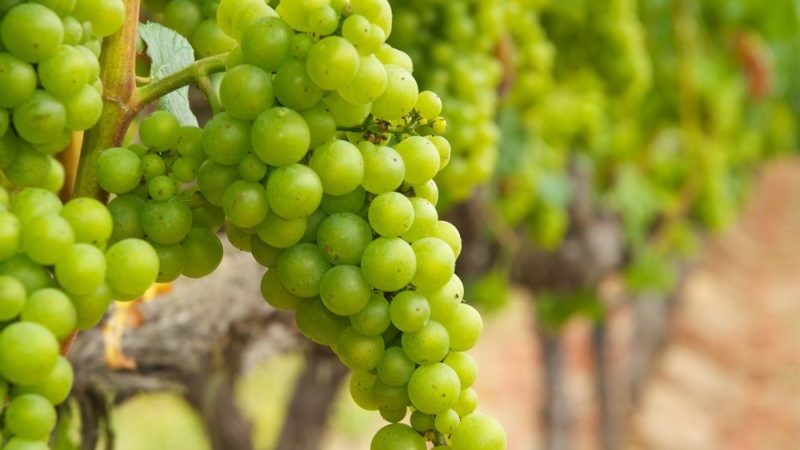 What grape varieties are suitable for Crimea
