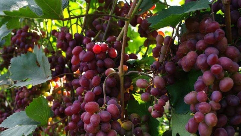 The best grape varieties for the Moscow region: characteristics and descriptions, tips for choosing