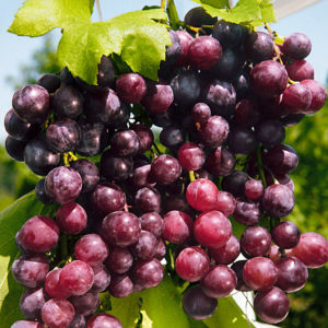 Non-covering grape varieties for the Leningrad region