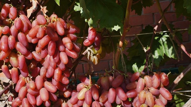 Non-covering grape varieties for the Leningrad region