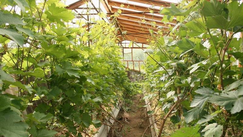 Non-covering grape varieties for the Leningrad region