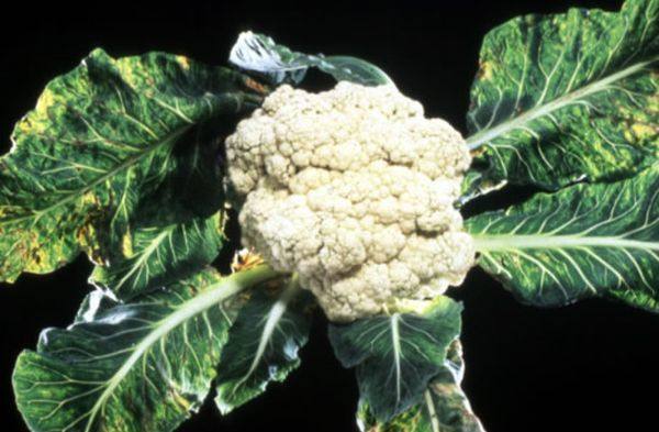 Diseases and pests on cauliflower and methods of dealing with them