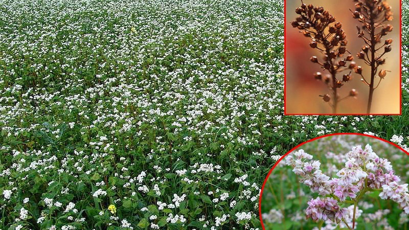 Appearance and preparation of buckwheat seeds for sowing