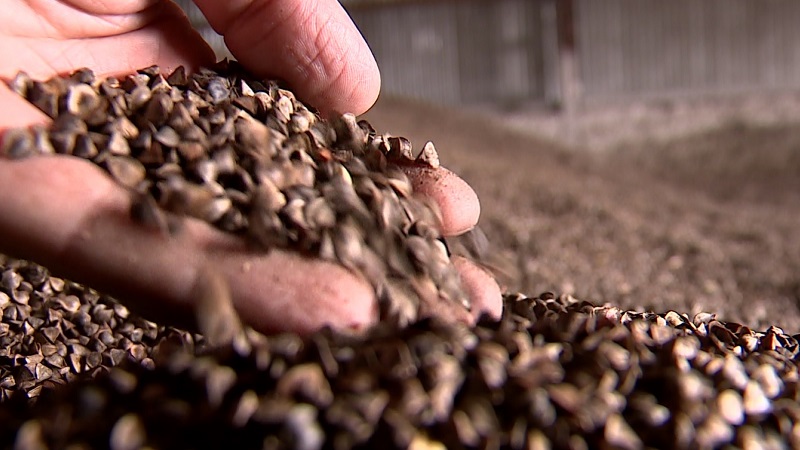 Appearance and preparation of buckwheat seeds for sowing