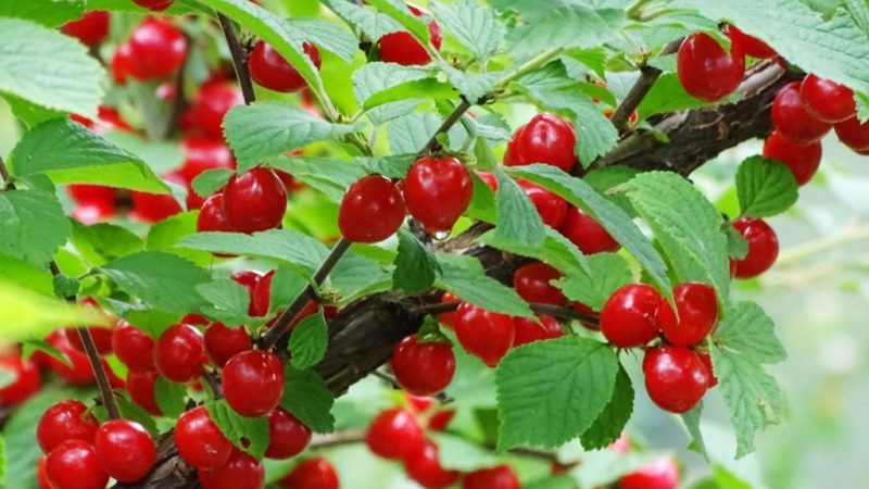 Felt cherry - features and differences from ordinary