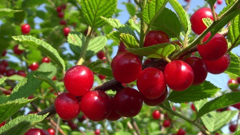 Felt cherry - features and differences from ordinary