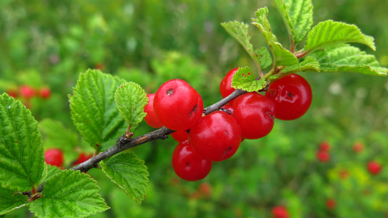 Felt cherry - features and differences from ordinary