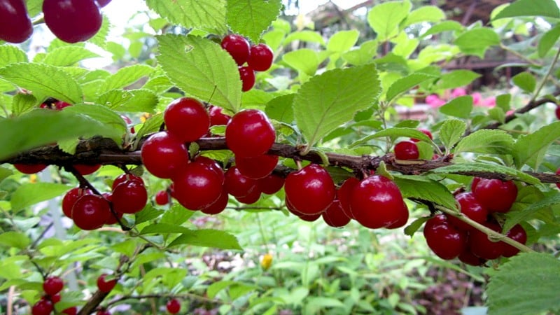 Felt cherry - features and differences from ordinary