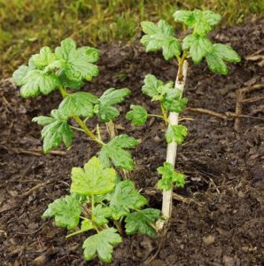 All about planting a gooseberry with a closed and open root system