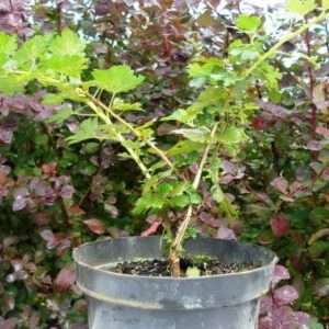 All about planting a gooseberry with a closed and open root system
