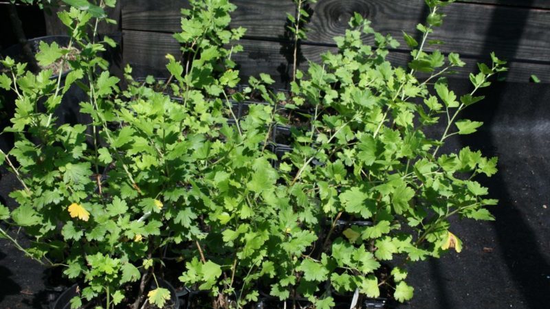 All about planting a gooseberry with a closed and open root system