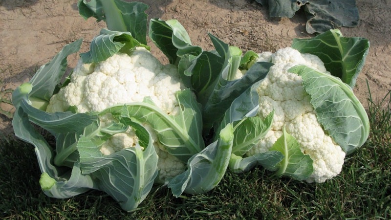 Growing and caring for cauliflower outdoors