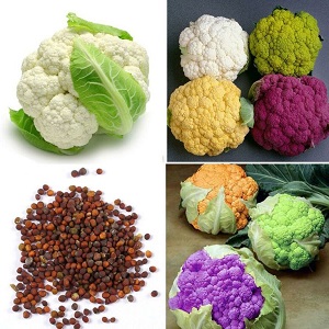 Growing and caring for cauliflower outdoors