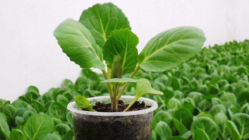 Growing and caring for cauliflower outdoors