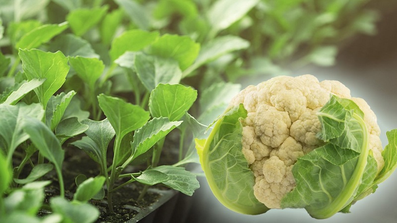 Growing and caring for cauliflower outdoors