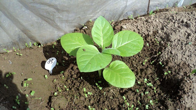 Technology for growing tobacco in the open field, greenhouse and at home