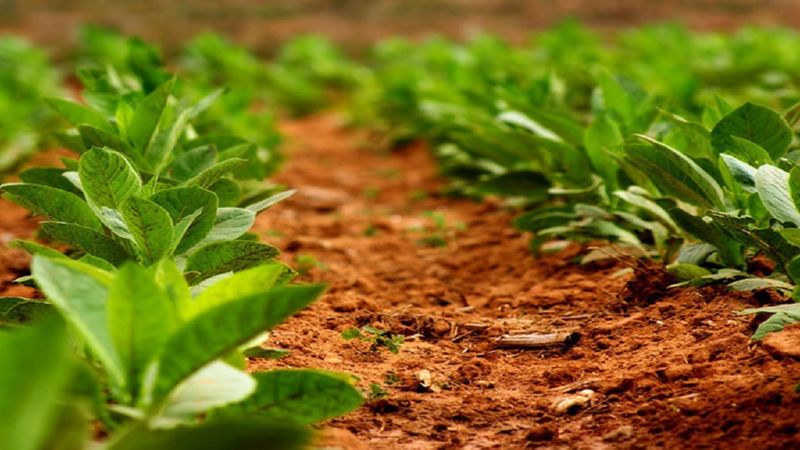 Technology for growing tobacco in the open field, greenhouse and at home