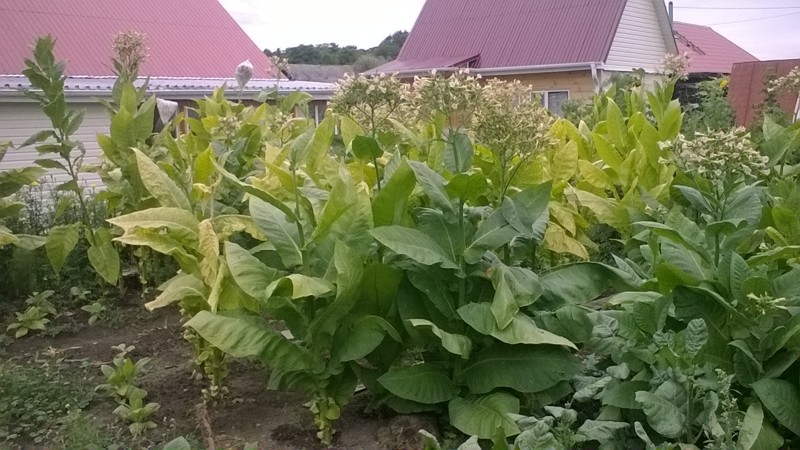 Technology for growing tobacco in the open field, greenhouse and at home