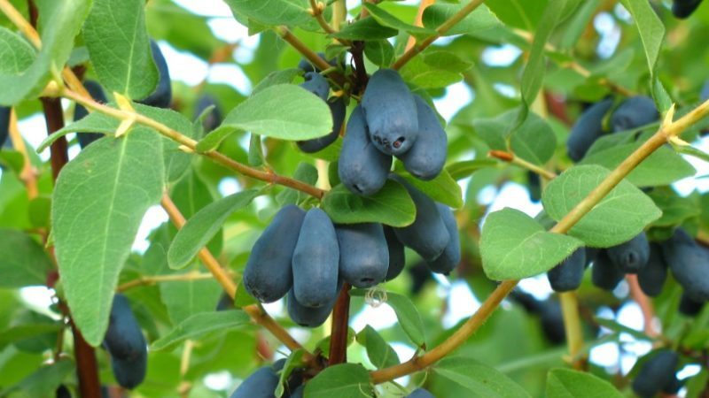 How to properly grow honeysuckle from berries: step by step instructions