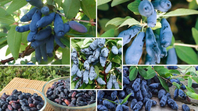 How to properly grow honeysuckle from berries: step by step instructions