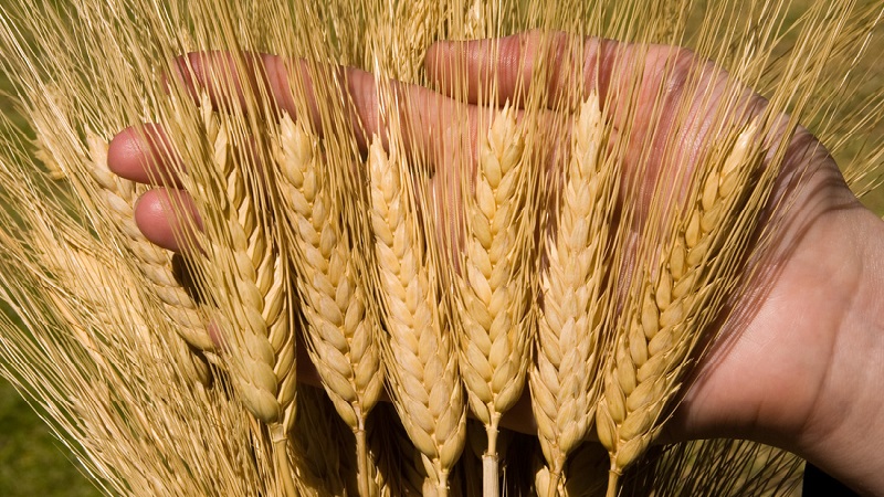 Everything about growing spring wheat: cultivation technology from sowing to harvesting