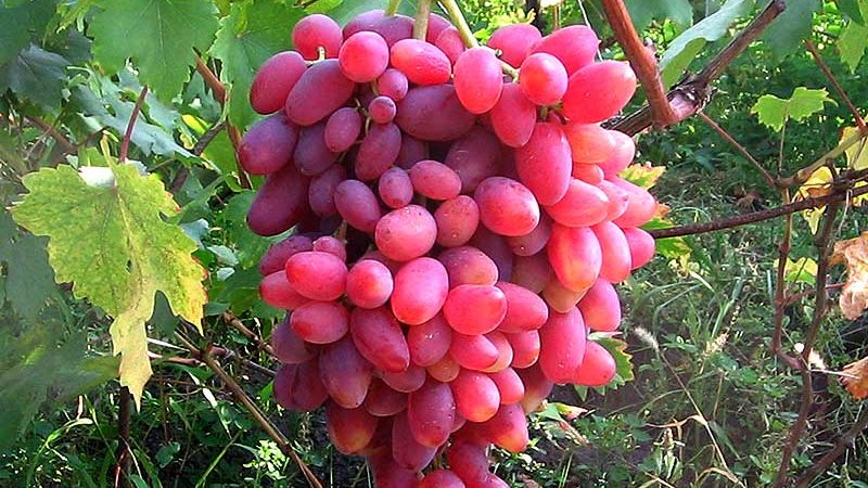 Non-covering grape varieties for the Leningrad region