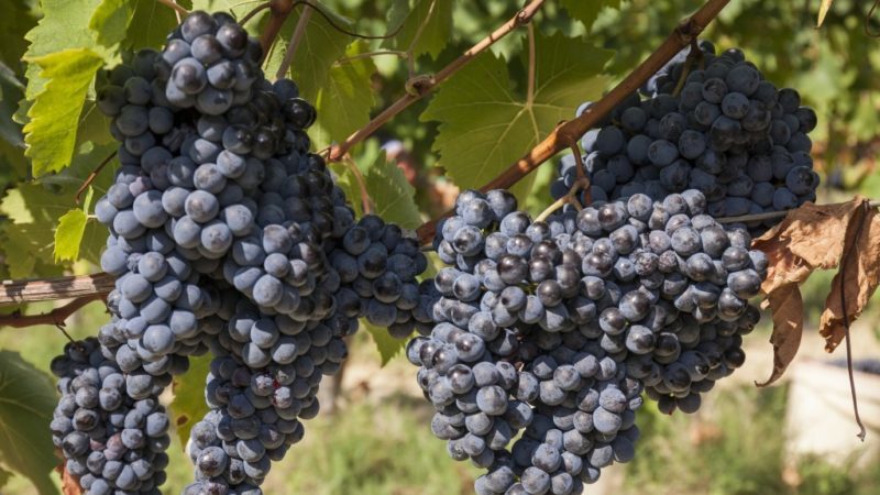 What properties should non-covering grape varieties possess and which of them are considered the best