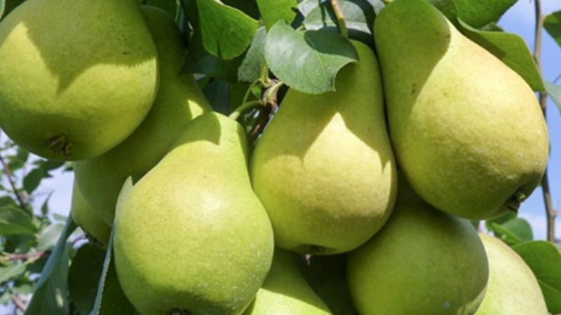 The best self-fertile pear varieties: cultivation features