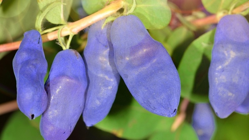 Bakchar honeysuckle - characteristics, description, yield