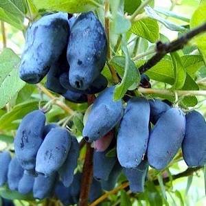 Bakchar honeysuckle - characteristics, description, yield