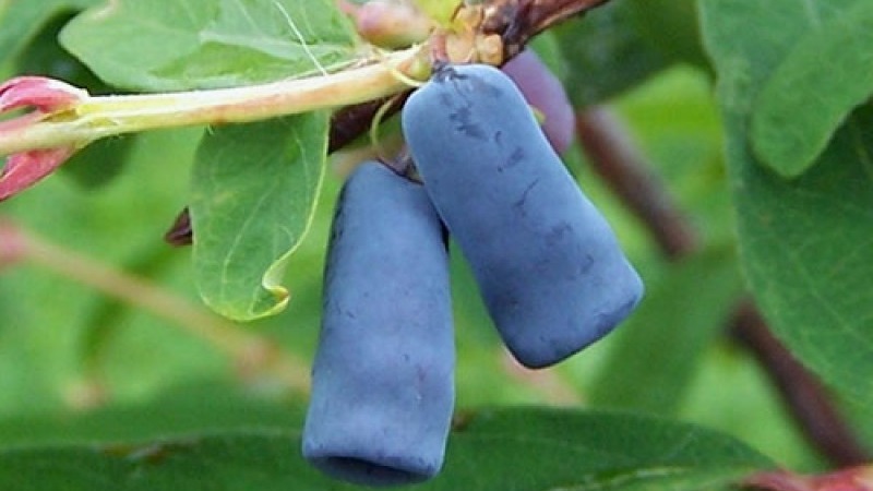 Bakchar honeysuckle - characteristics, description, yield