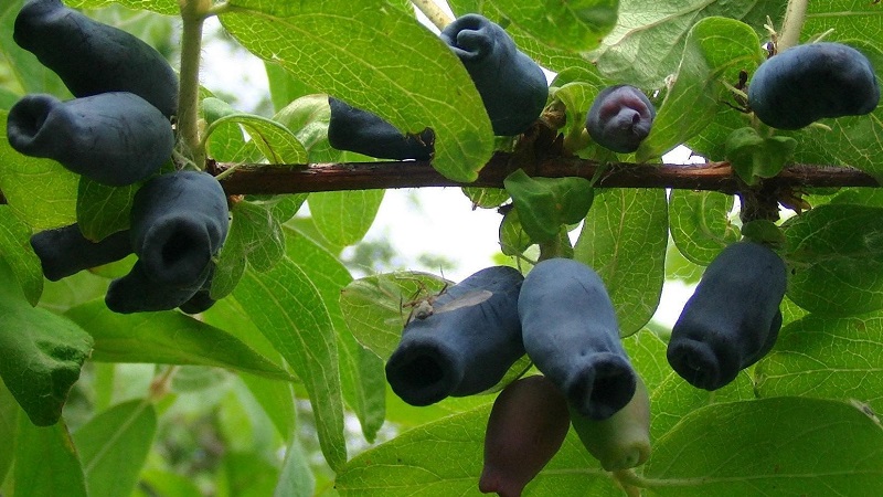 Bakchar honeysuckle - characteristics, description, yield