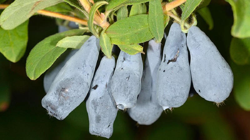 Bakchar honeysuckle - characteristics, description, yield