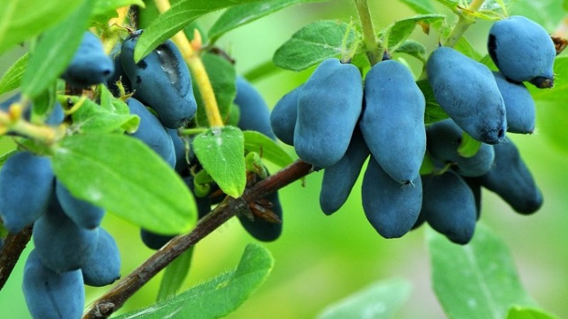 Bakchar honeysuckle - characteristics, description, yield
