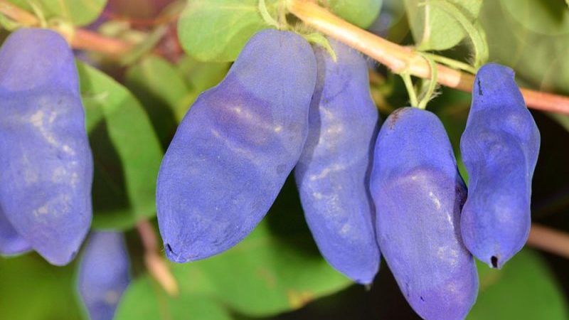 An early sweet variety of Silginka honeysuckle