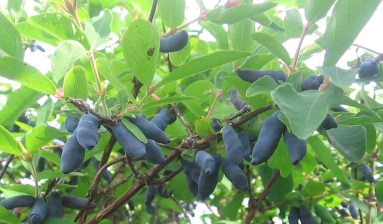 An early sweet variety of Silginka honeysuckle