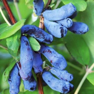 An early sweet variety of Silginka honeysuckle