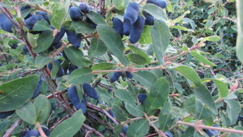 An early sweet variety of Silginka honeysuckle