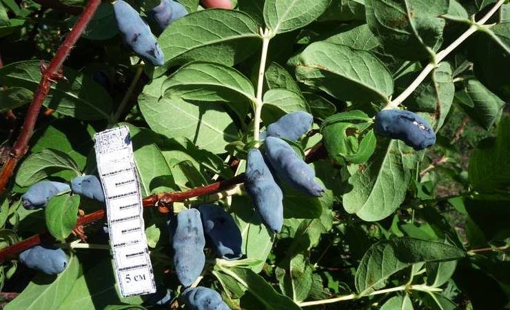 An early sweet variety of Silginka honeysuckle