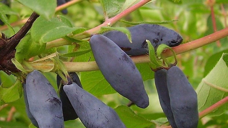 Unpretentious in cultivation variety of honeysuckle Blue Bird