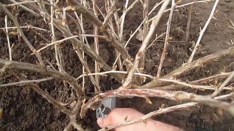 How to prune gooseberries in the spring for a good harvest